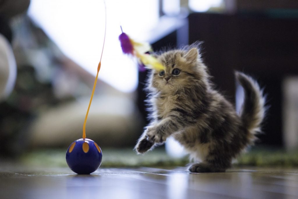 kitten with ball toy