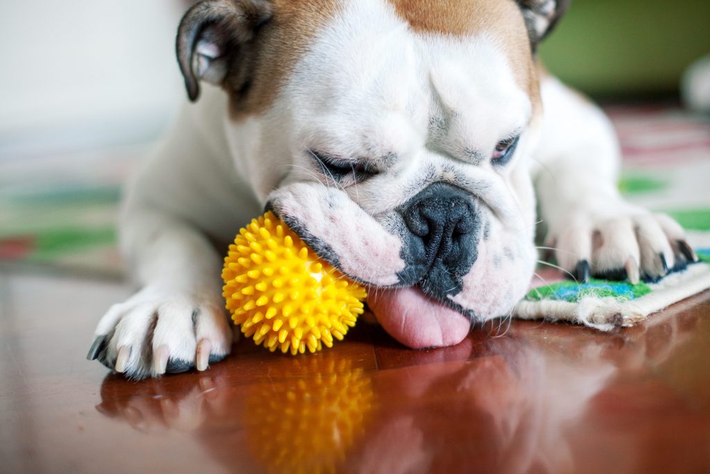 bulldog puppy with chew toy