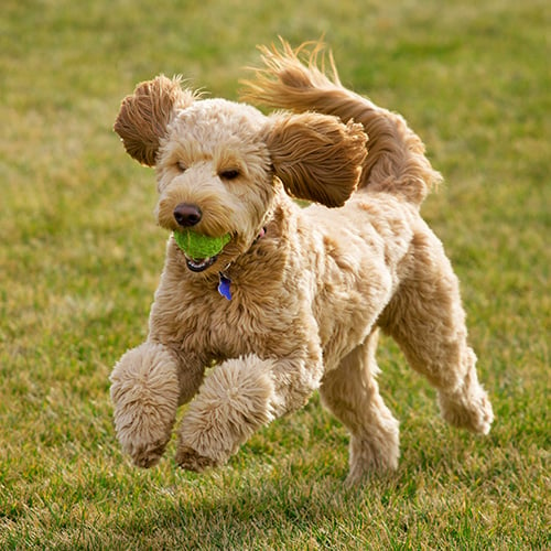 goldendoodle