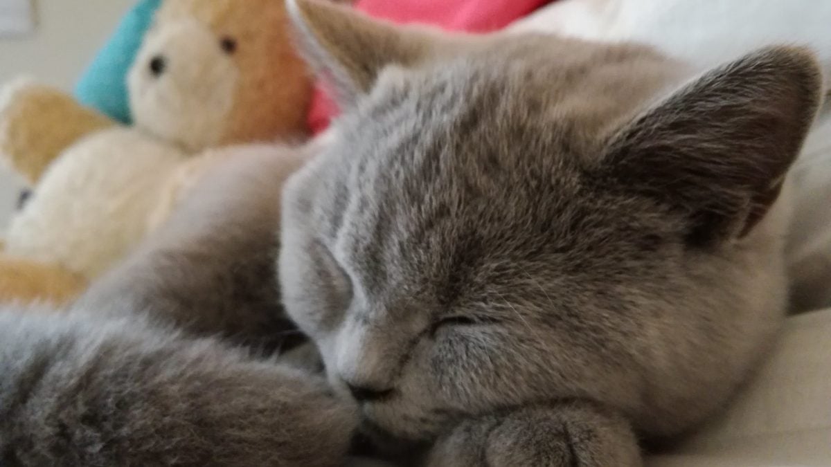 150 Zany Cat Names that Start with "Z" From Zeus to Zucchini