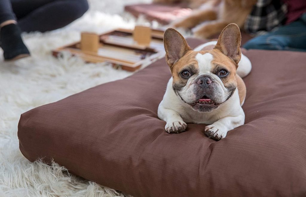 French Bulldog on travel bed in brown