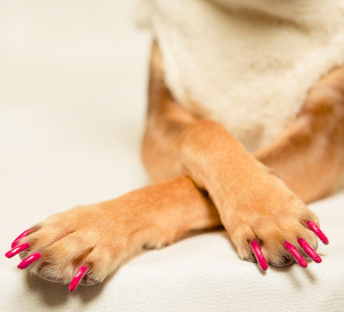 Dog Nail Polish Our 5 Favorite Dog Nail Polishes For Pretty Paws