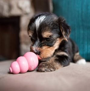 puppy with Kong puzzle toy