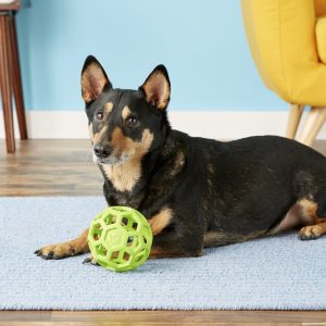 pup with JW Pet Hol-ee Roller ball puzzle toy