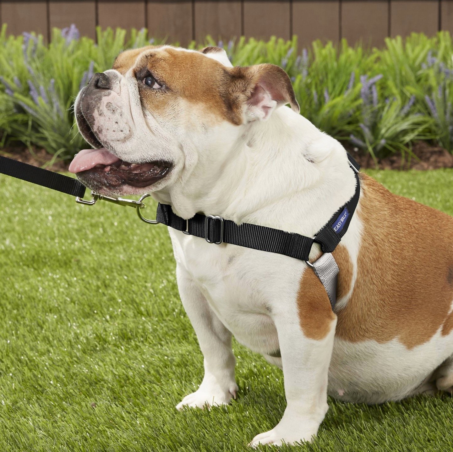 Bulldog modeling a black PetSafe Easy Walk Dog Harness