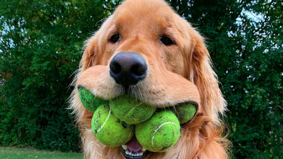 This Dog Just Broke The Guinness World Record For “Most Tennis Balls Held In The Mouth”