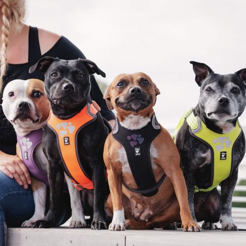 Hurtta Weekend Warrior ECO Reflective Double Clip Dog Harness