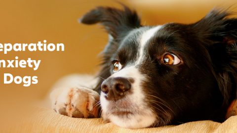 Separation Anxiety in Dogs