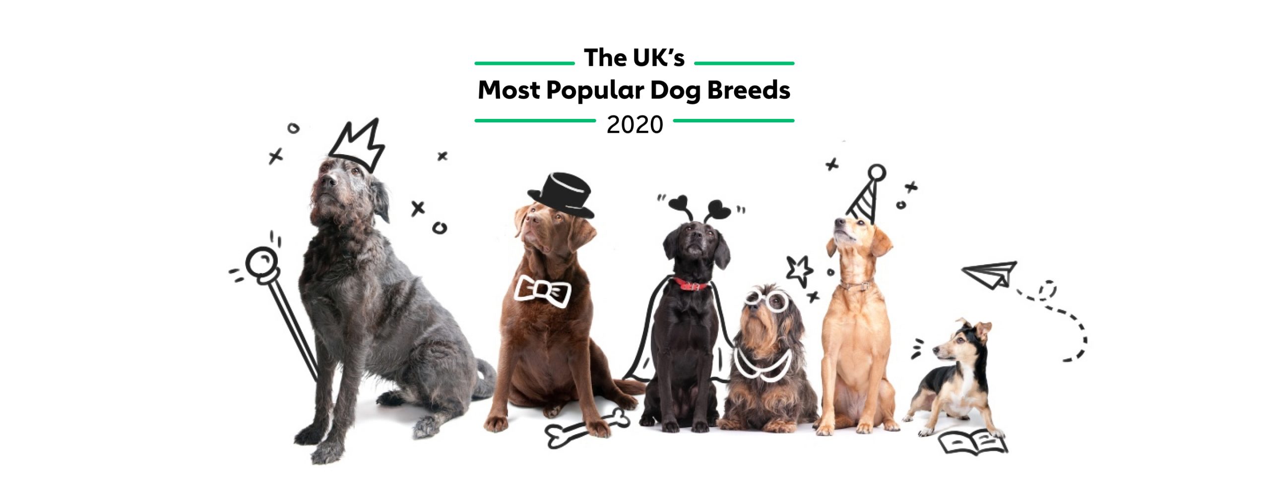 Most Popular Dog Breeds in The UK The Dog People by
