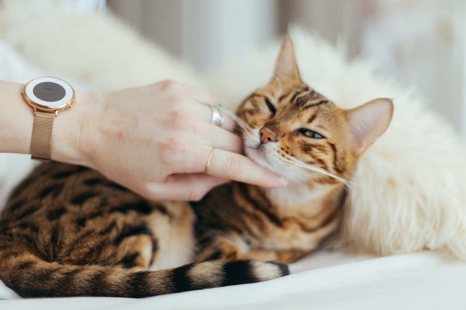 How to Massage a Cat (and Why You Should Try It)
