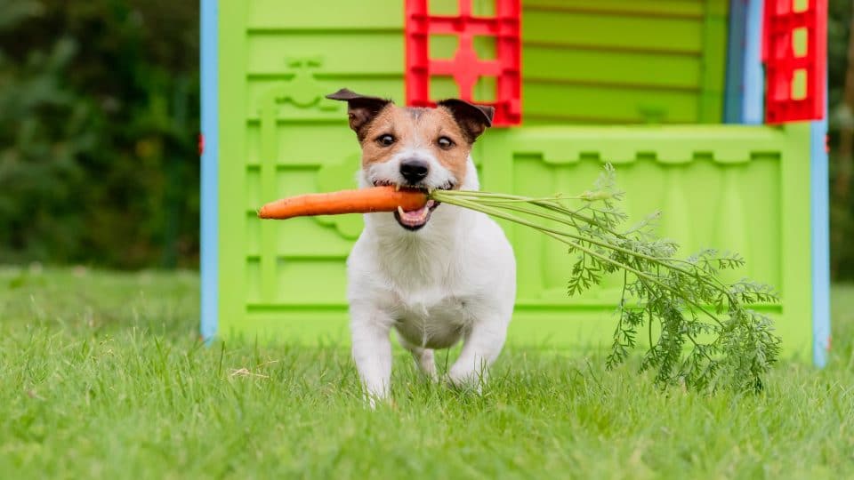 jack russell running with a carrot