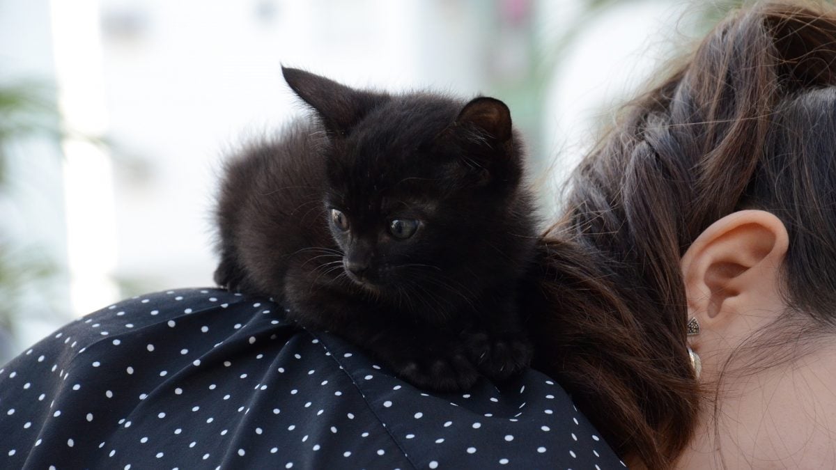 Why Do Cats Sit On Your Shoulder?