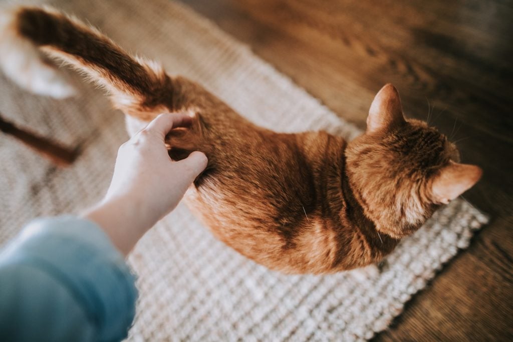 Why Is My Cat Shedding So Much? And What Can I Do About It?