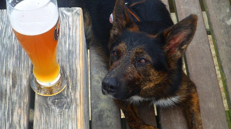 Beer for Dogs cover image
