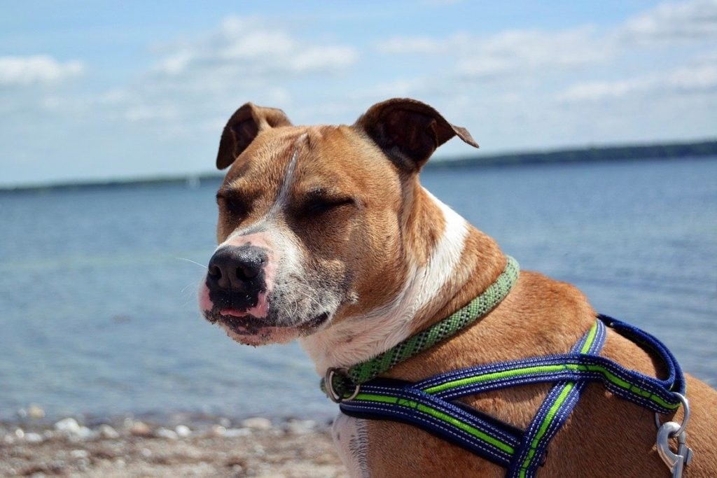 An American Pit Bull Terrier on the beach