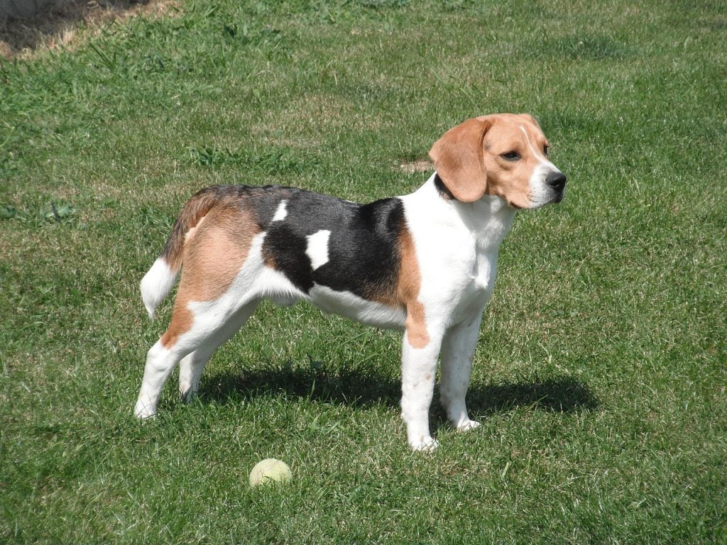 beagle information