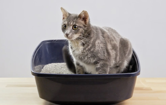 Pros & Cons of Using Pine Cat Litter Excited Cats