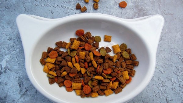 dry cat food for skin allergies
