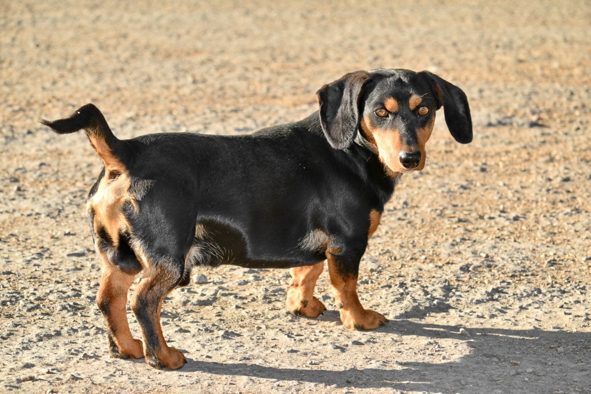 Dachshund Dog Breed Facts & Information 