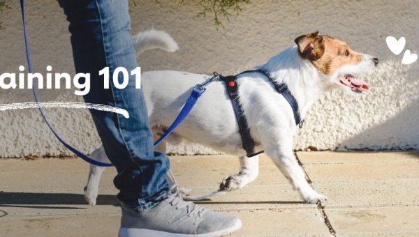 Dog Training 101