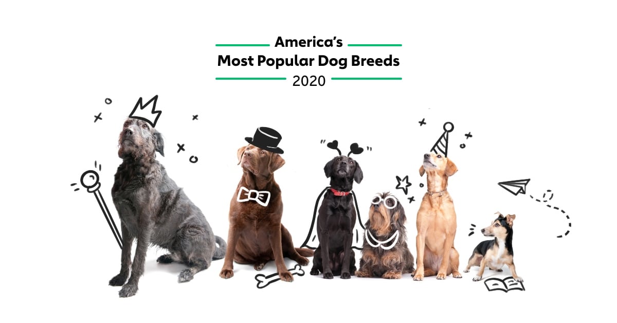 America's Most Popular Dog Breeds 2020 | The Dog People by ...