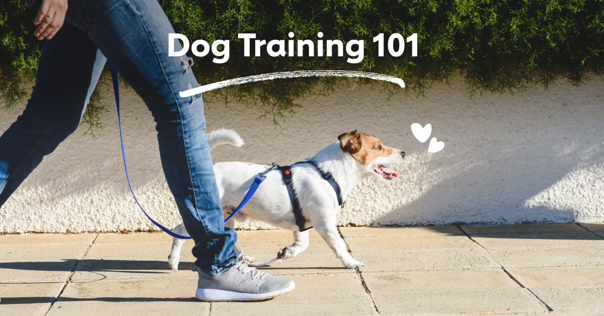 Dog Training 101 Basic Obedience Training at Home The