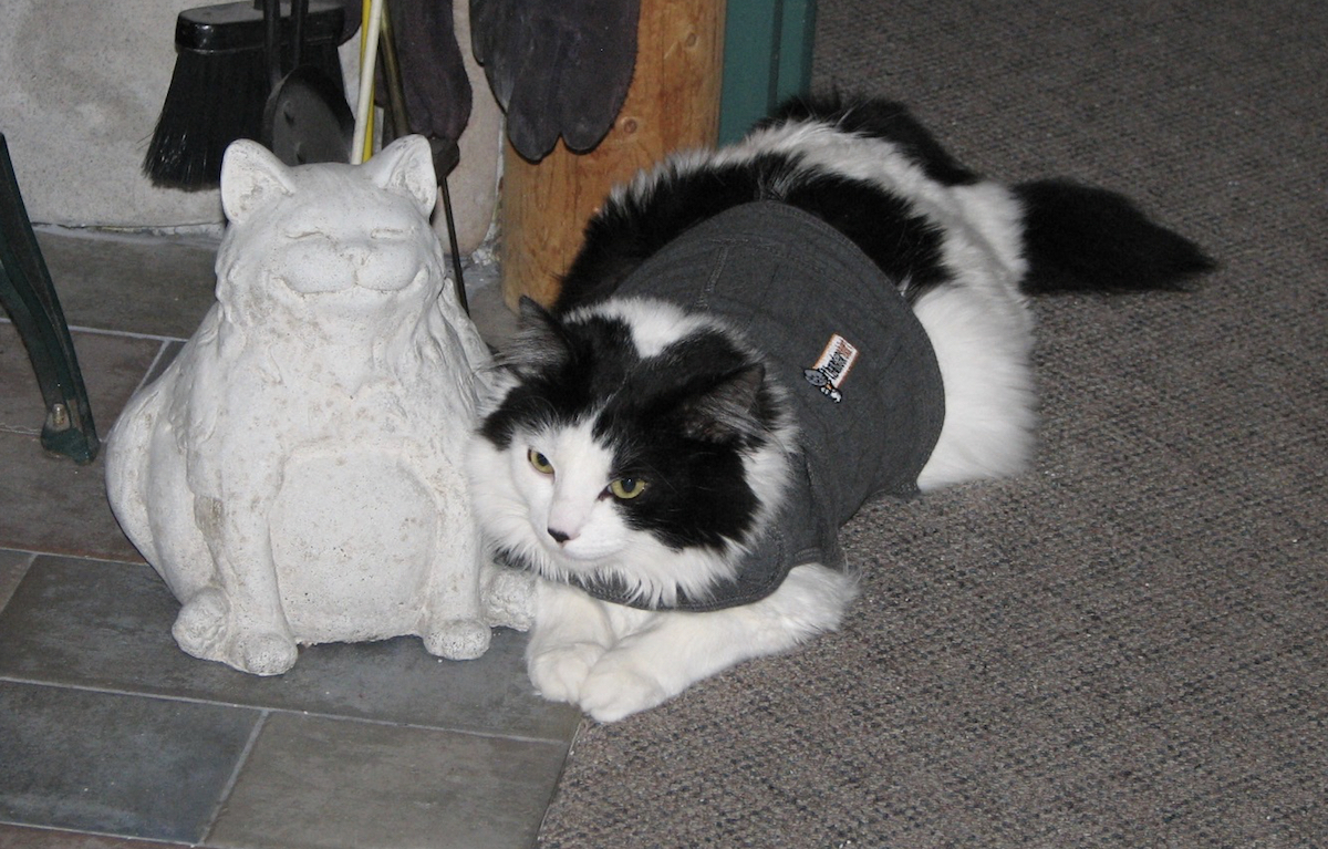 Cat ThunderShirt Pressure Wraps to Soothe Your Anxious Cat