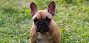 French Bulldog Dog Breed Facts & Information | Rover.com