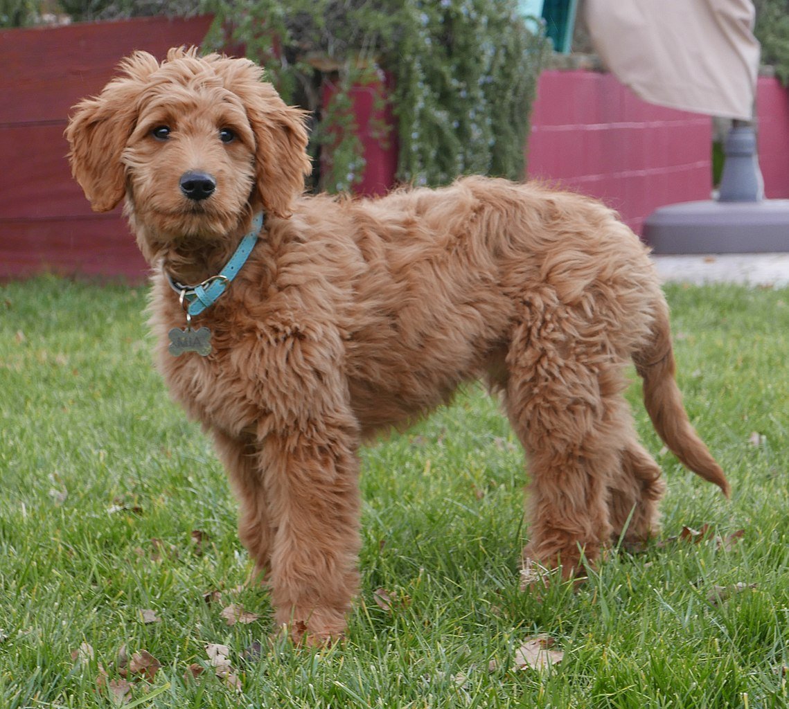 A goldendoodle in the grass