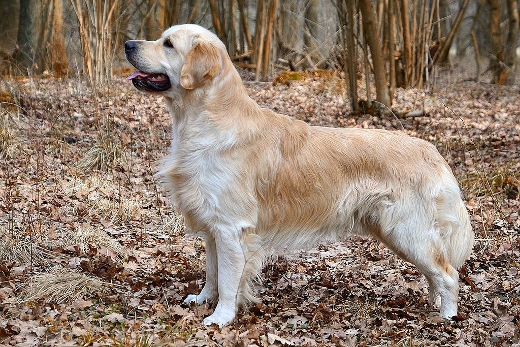Golden Retriever Dog Breed Facts & Information
