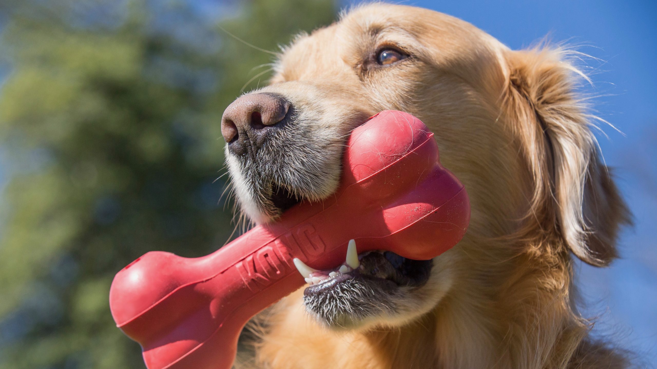 Best Dog Chews A Doberman Puppy Tests the Best Dog Chews and Toys