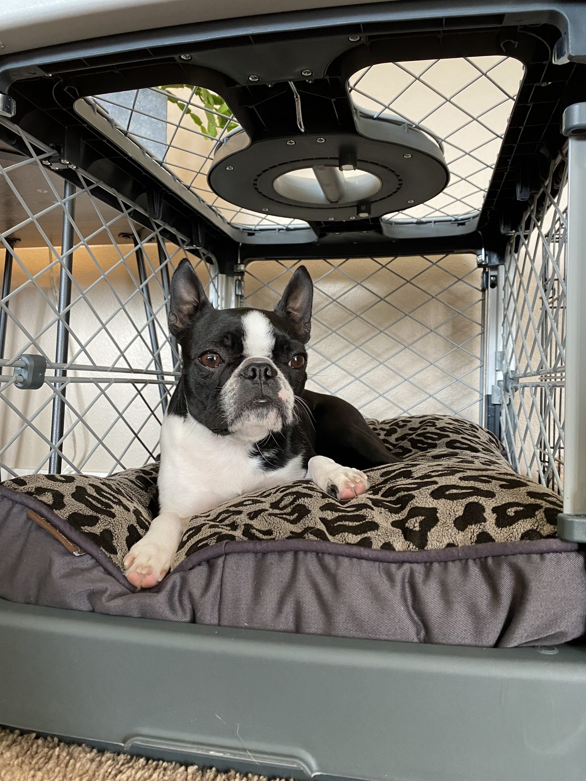 diggs dog crate with boston terrier