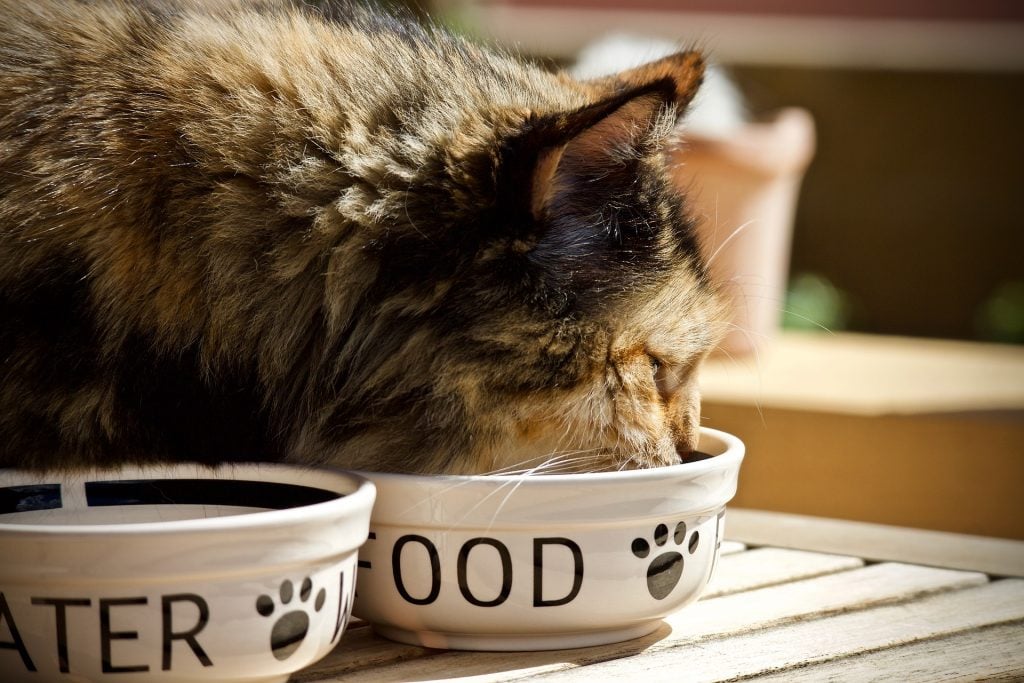 grey cat eating out of a ceramic bowl