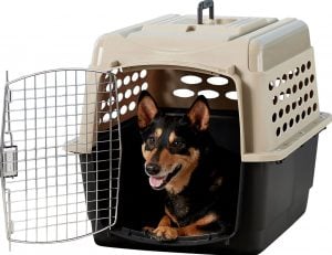 dog sitting inside Petmate Vari Kennel