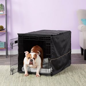 bulldog inside Midwest iCrate double door crate with cover
