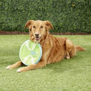 dog lying on grass with Chuckit glow max flyer dog pool toy
