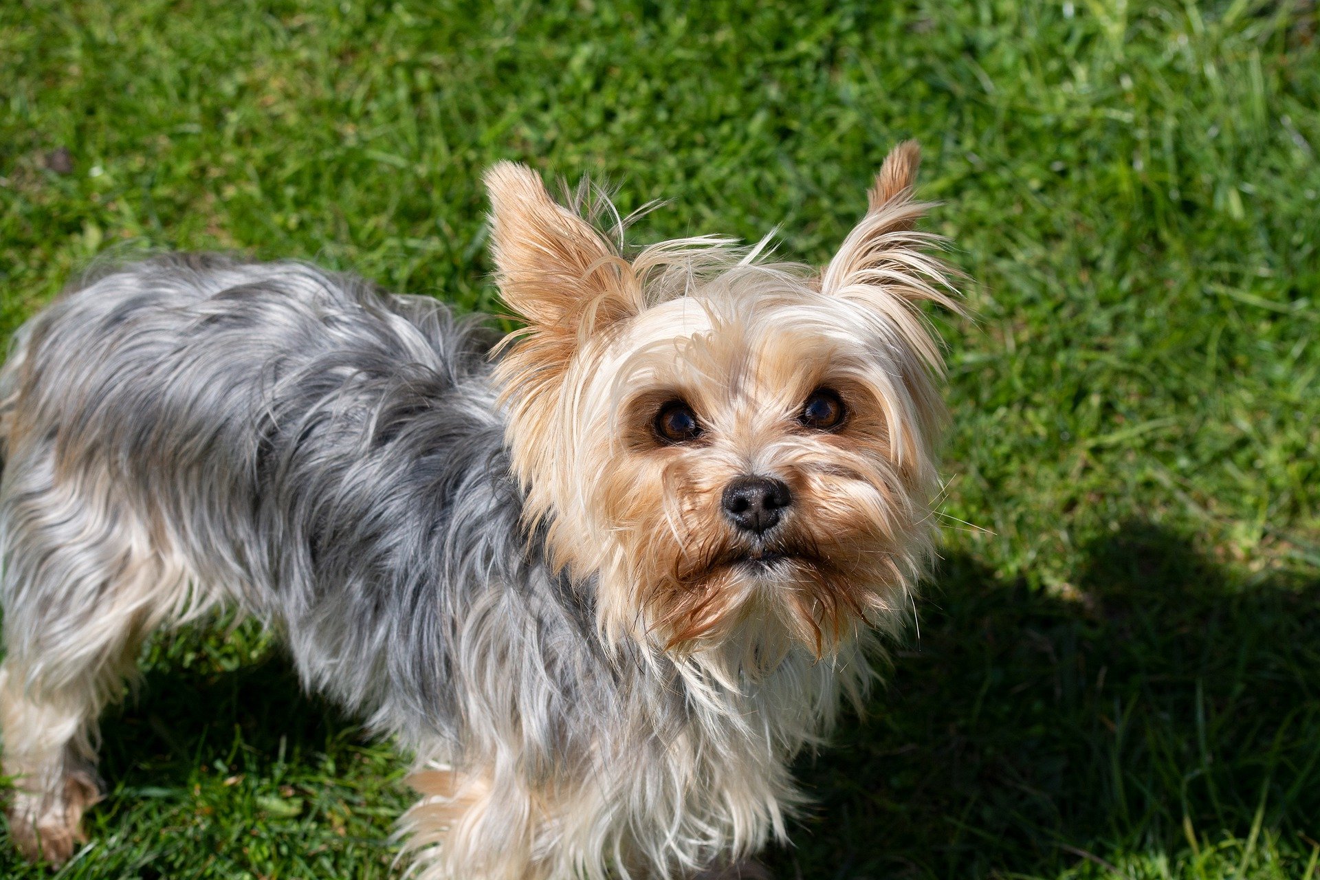 Yorkshire Terrier: one of the most popular dog breeds.