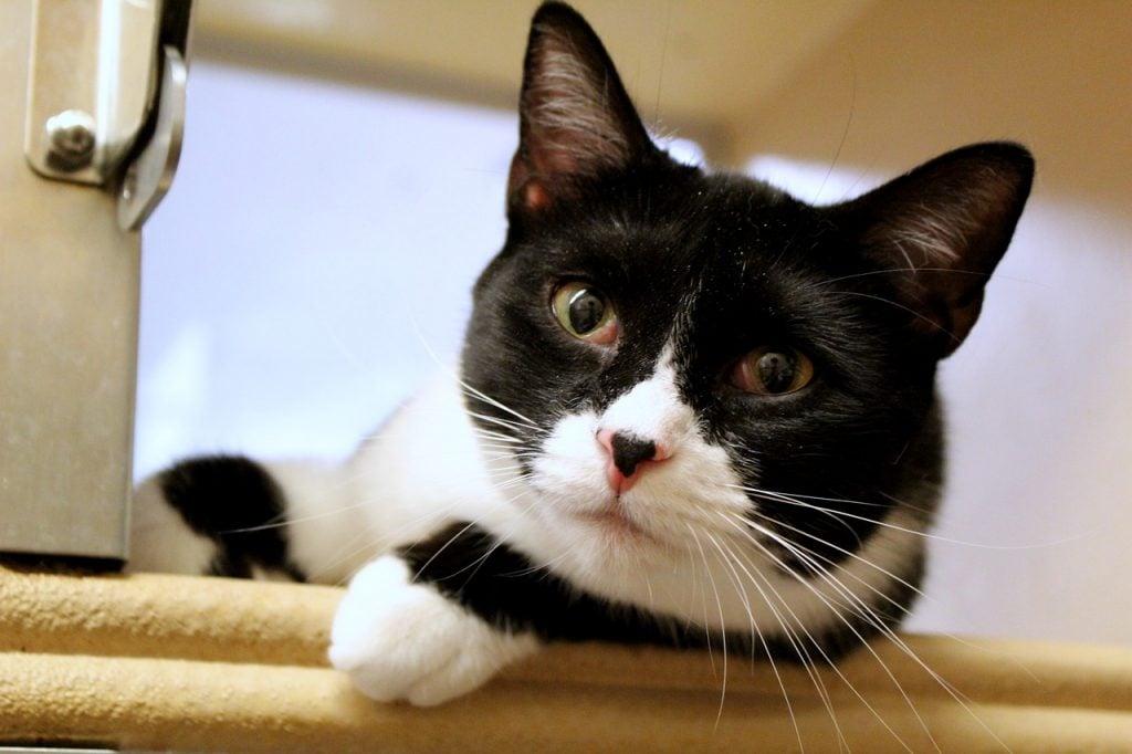 Black and White Cats 11 Fascinating Facts About These Dapper Felines