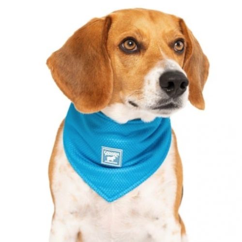 Beagle wearing Canada Pooch Cooling Bandana