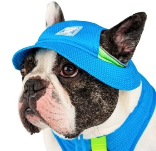 Dog in Canada Pooch cooling hat and vest