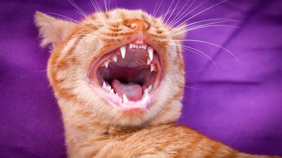 Why Is My Cat Biting Me And What To Do About It