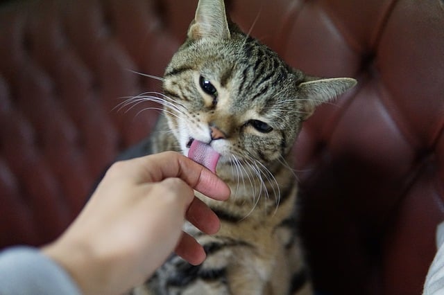 Six Ingenious Reasons Cats Lick Themselves And When To Be Concerned 