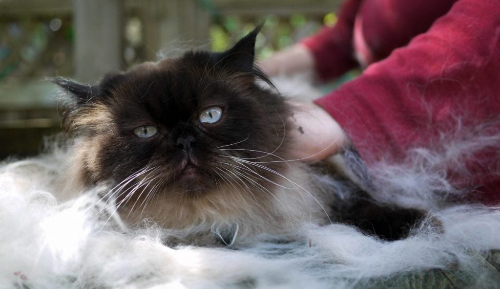 cat hair grooming tools