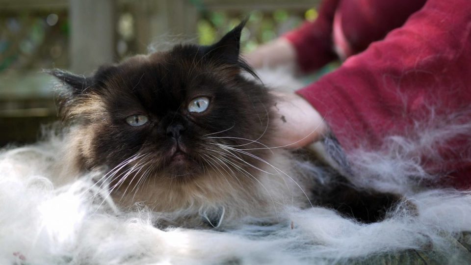 types of cat brushes