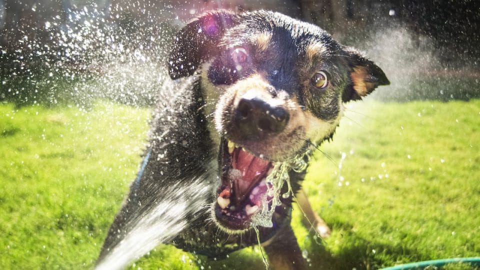 dog playing with water from hose