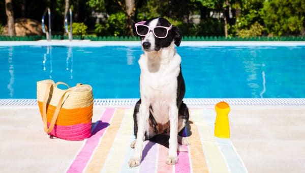 dog in shades poolside