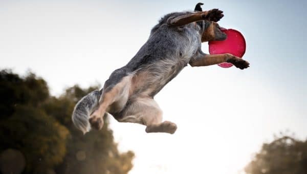 Aussie Cattle Dog catching frisbee mid-air
