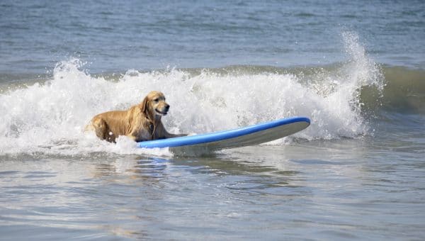 Golden Retriever on surfboard in water