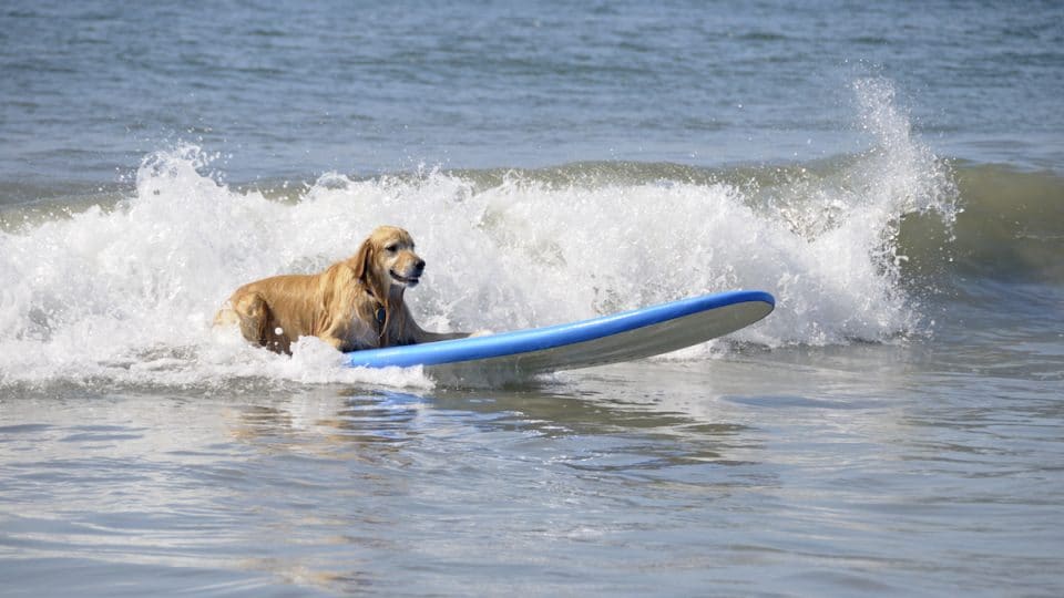 Golden Retriever on surfboard in water