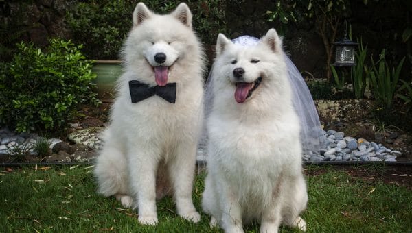 pair of Samoyeds, one in bow tie the other in bridal veil, sitting in garden